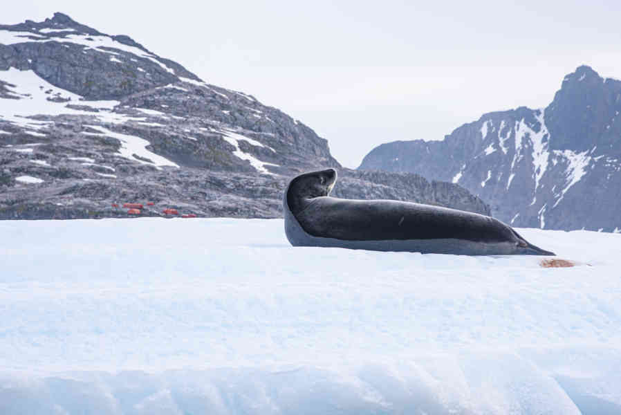 Foca Leopardo - Antártida 02.jpg